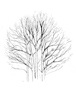 Ori Tree