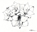amaryllis 1